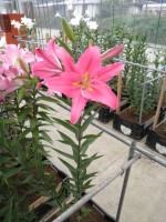 [1887 Bonnard VH No02.JPG]